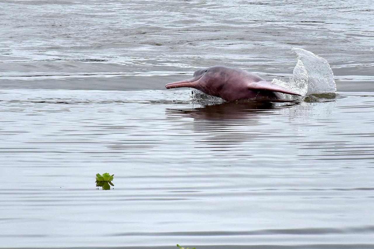Yaku Amazon Lodge & Expeditions Paraíso Zewnętrze zdjęcie