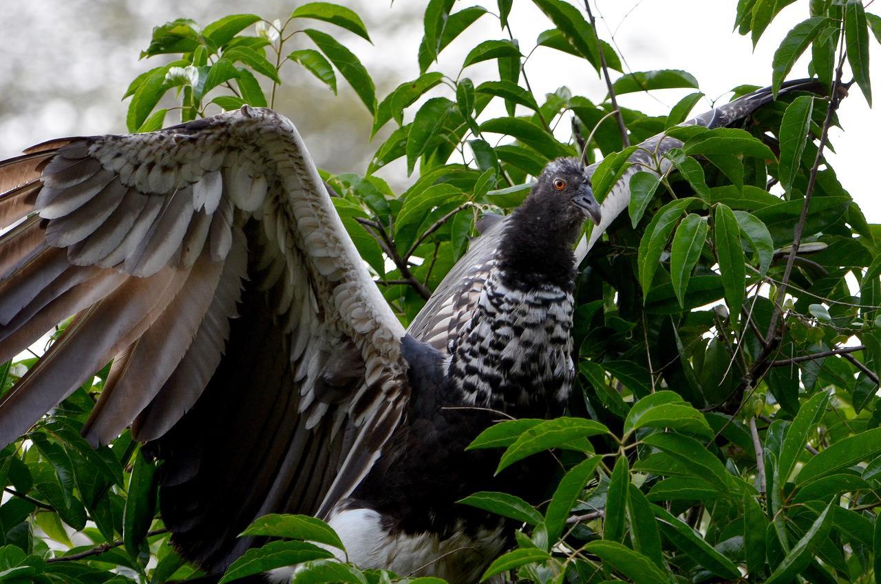 Yaku Amazon Lodge & Expeditions Paraíso Zewnętrze zdjęcie
