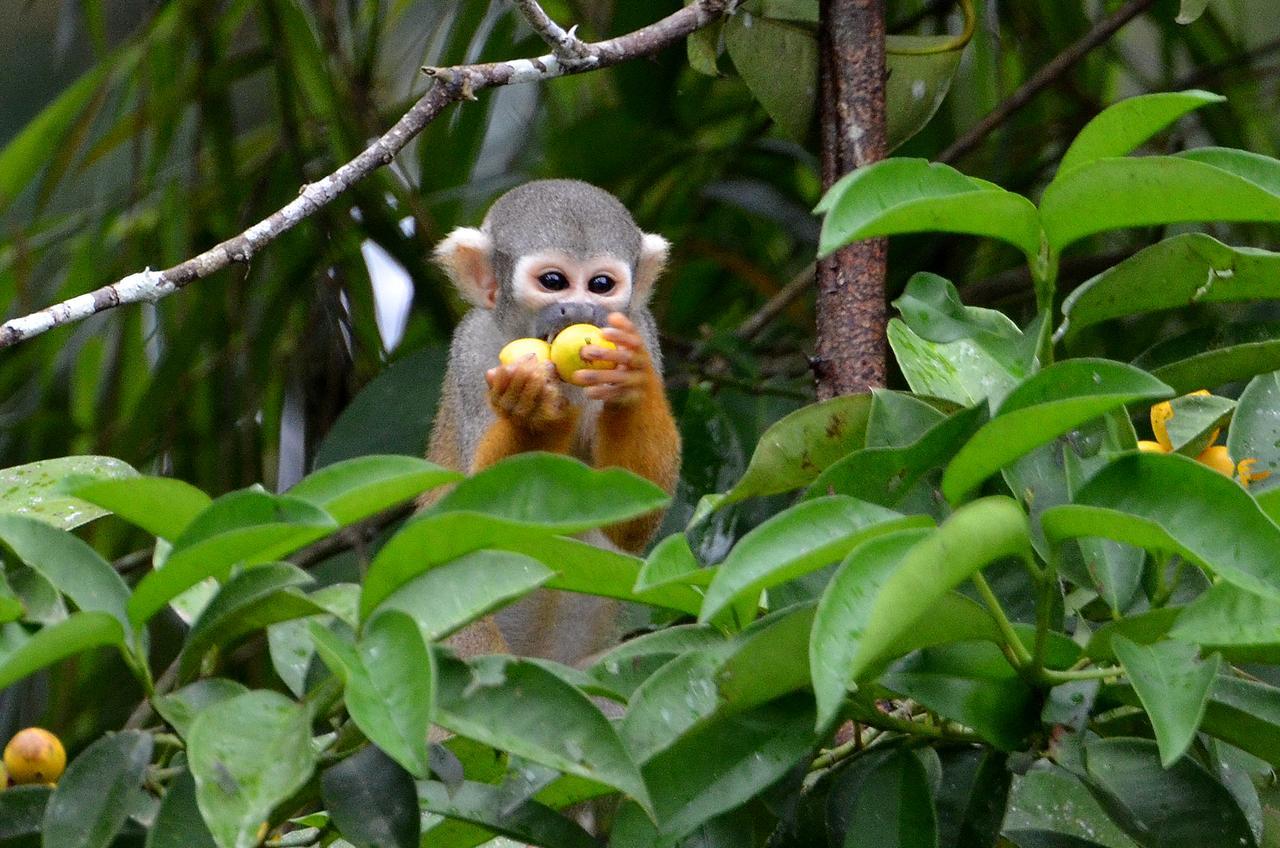 Yaku Amazon Lodge & Expeditions Paraíso Zewnętrze zdjęcie
