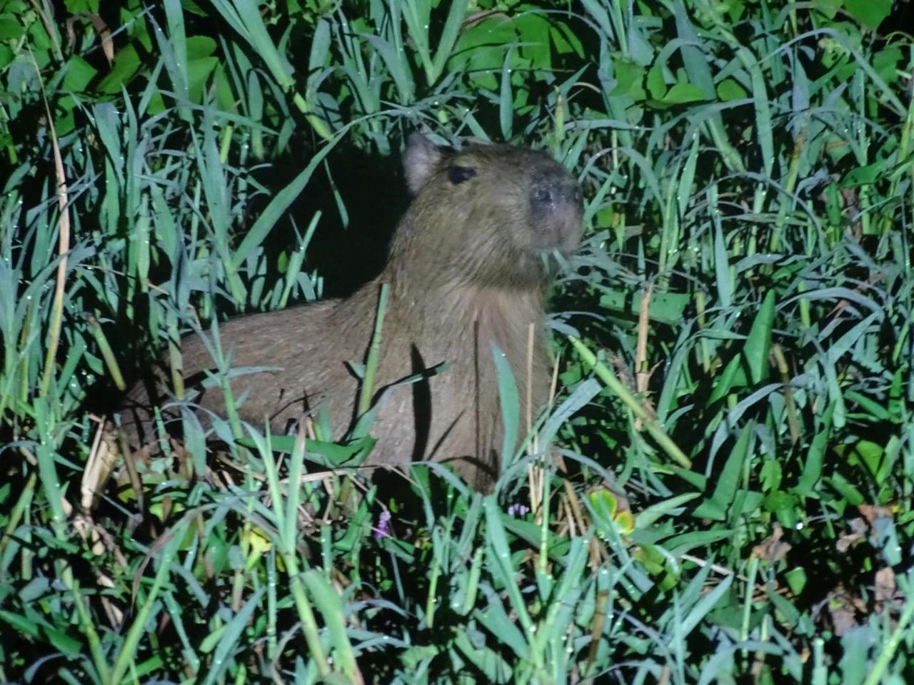 Yaku Amazon Lodge & Expeditions Paraíso Zewnętrze zdjęcie